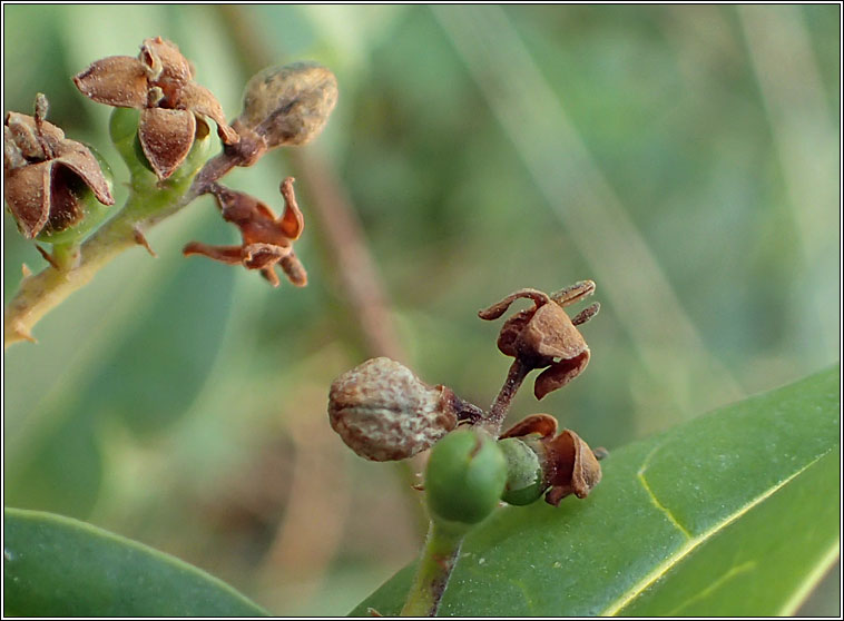 Placochela nigripes