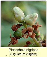 Placochela nigripes