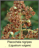 Placochela nigripes