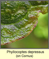 Phyllocoptes depressus