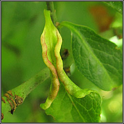 Stenacis convolvens (Stenacis euonymi)