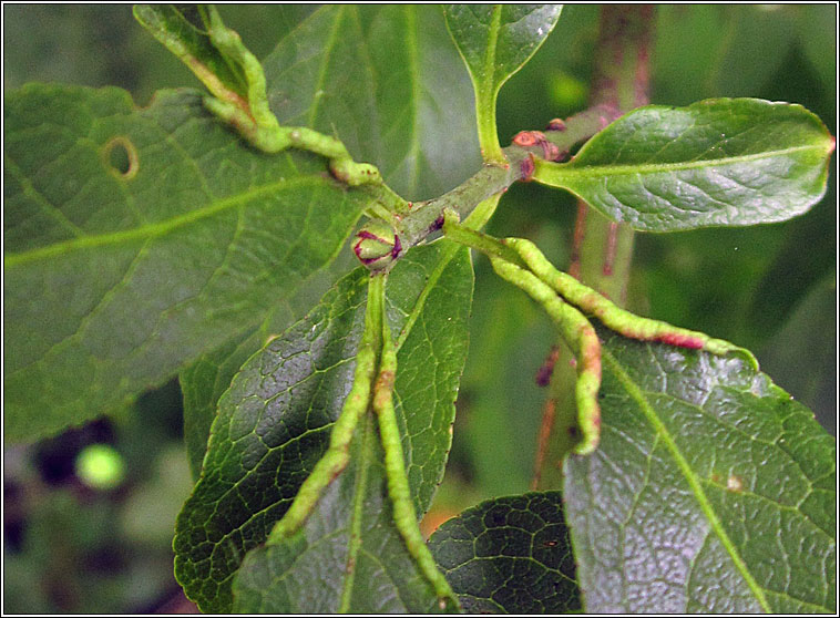 Stenacis euonymi