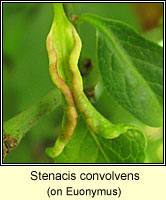 Stenacis convolvens (Stenacis euonymi)