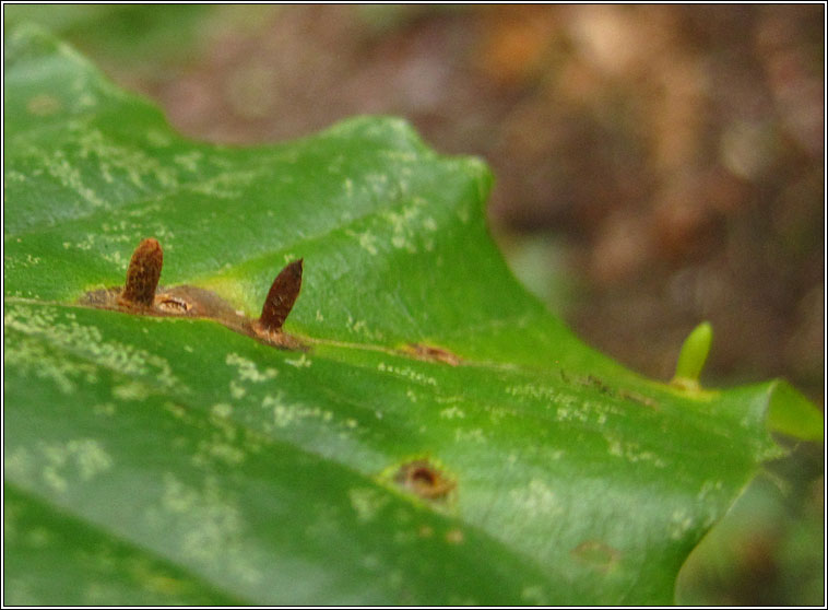 Hartigiola annulipes