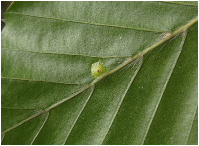 Hartigiola annulipes