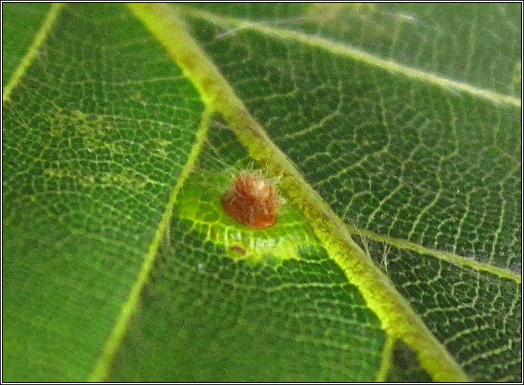 Hartigiola annulipes