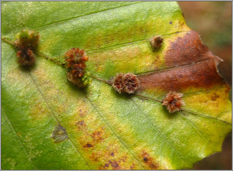 Hartigiola annulipes