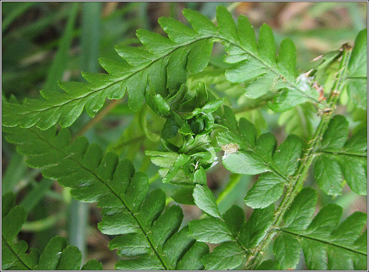 Chirosia betuleti