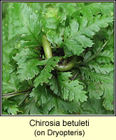 Chirosia betuleti