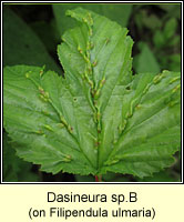 Dasineura spB