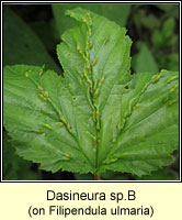 Dasineura spB