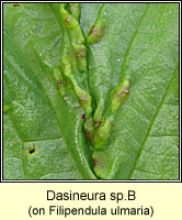 Dasineura spB