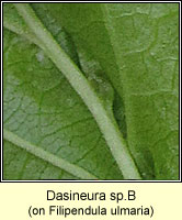 Dasineura spB