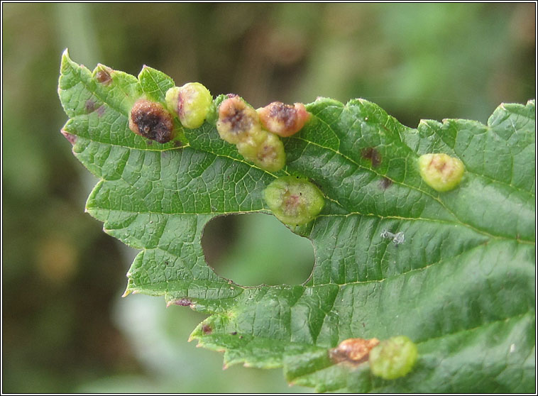 Dasineura ulmaria