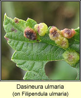 Dasineura ulmaria