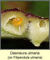 Dasineura ulmaria