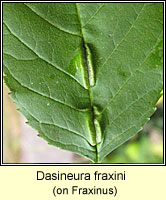 Dasineura fraxini