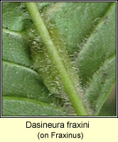 Dasineura fraxini