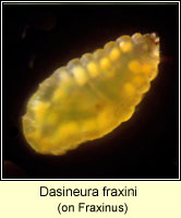 Dasineura fraxini