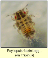 Psyllopsis fraxini agg