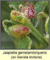 Jaapiella genistamtorquens