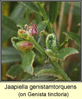 Jaapiella genistamtorquens