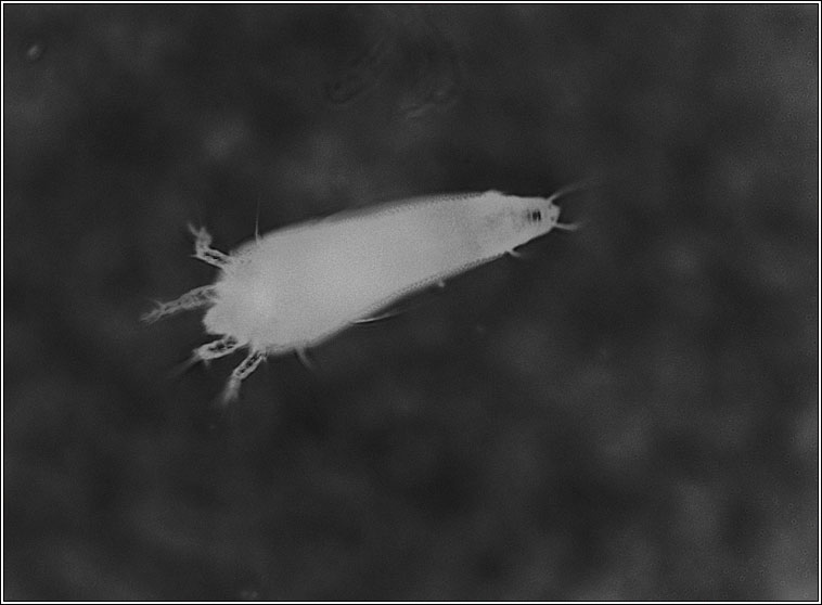 Cecidophyes nudus