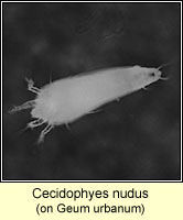 Cecidophyes nudus