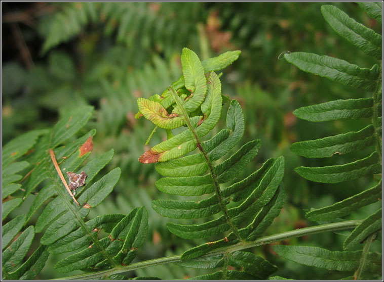 Chirosia grossicauda