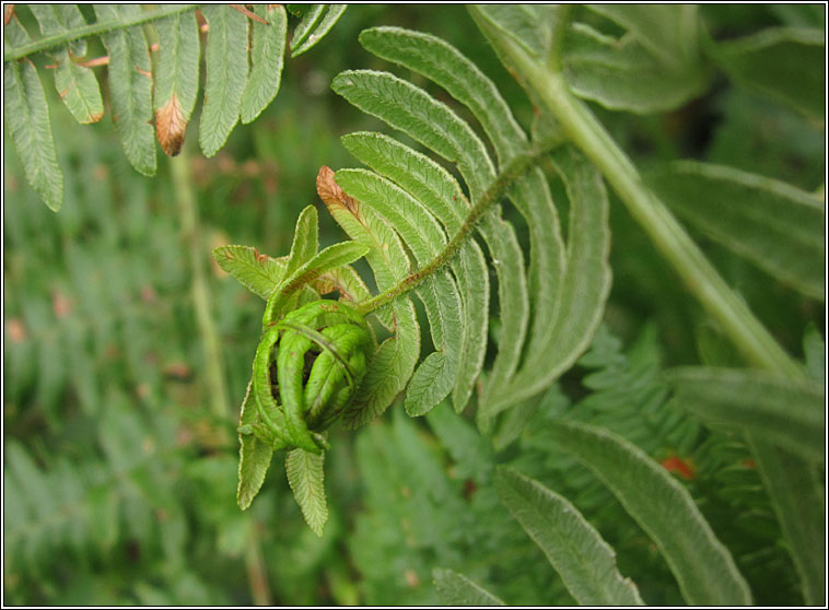 Chirosia grossicauda