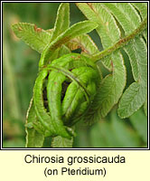 Chirosia grossicauda