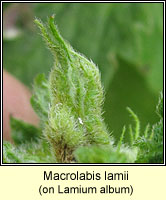 Macrolabis lamii