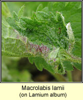 Macrolabis lamii