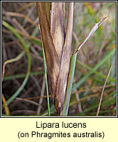 Lipara lucens