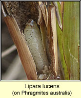 Lipara lucens