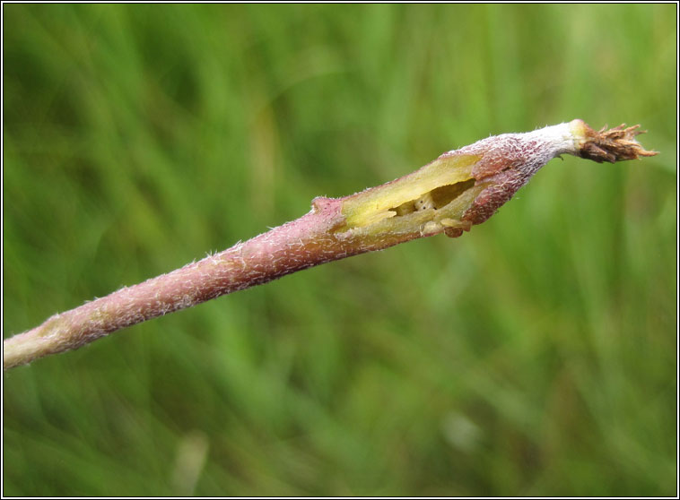 Mecinus collaris