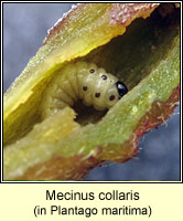 Mecinus collaris