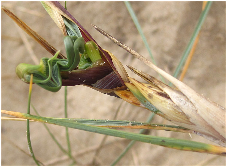 Chlorops pumilionis Q