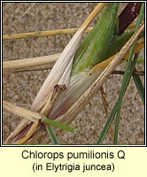 Chlorops pumilionis