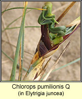 Chlorops pumilionis Q