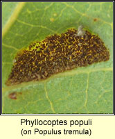 Phyllocoptes populi