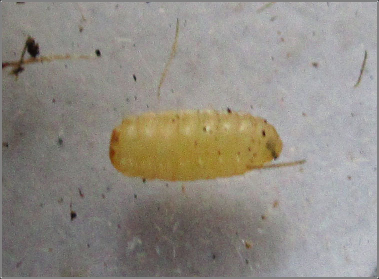 Tephritis bardanae