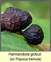 Harmandiola globuli