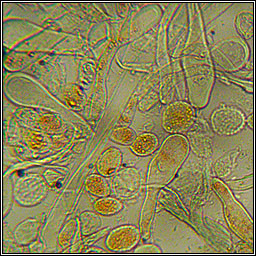 Melampsora populnea