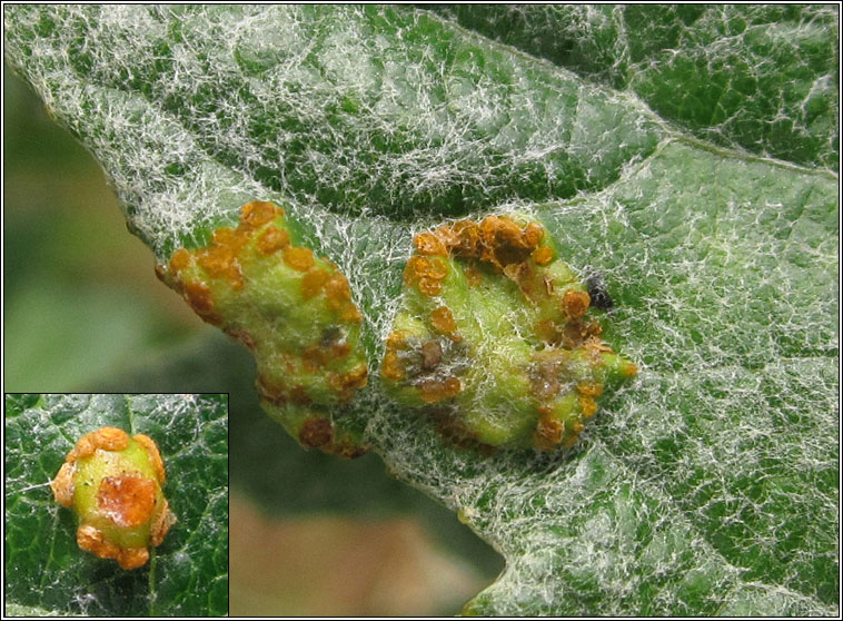 Melampsora populnea