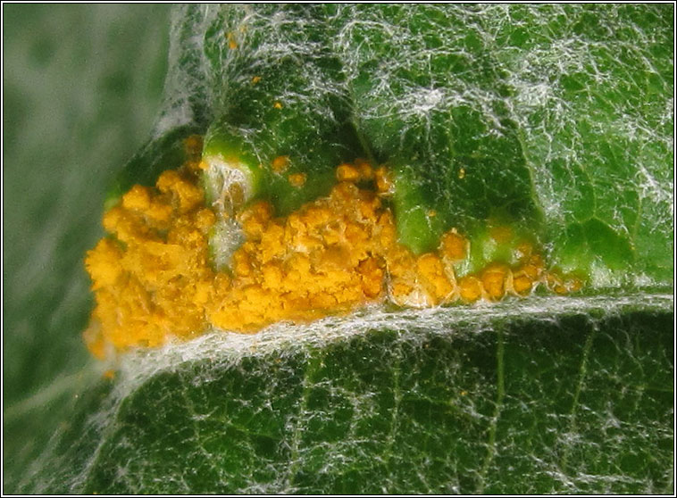 Melampsora populnea