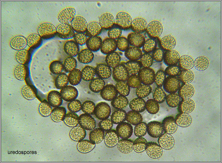 Melampsora populnea
