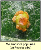 Melampsora populnea