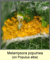 Melampsora populnea