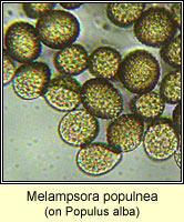 Melampsora populnea